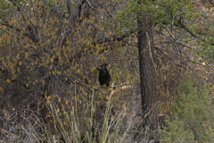Ursus americanus eremicus