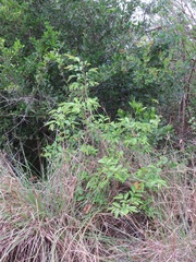 Sclerocroton integerrimus