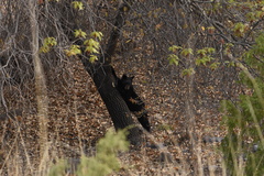 Ursus americanus eremicus
