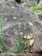 Scutellaria humilis