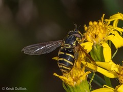 Chrysotoxum