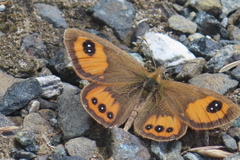 Argyrophenga antipodum