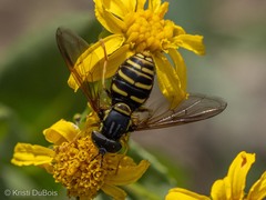 Chrysotoxum