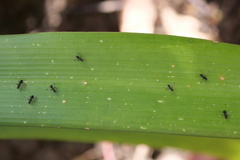 Parapalaeosepsis plebeia