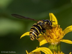 Chrysotoxum