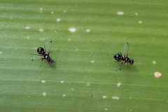 Parapalaeosepsis plebeia