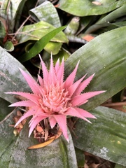 Aechmea fasciata