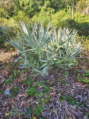 Serenoa repens