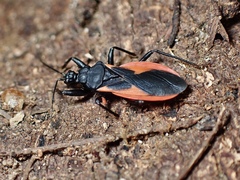 Archilestidium cinnabarinum