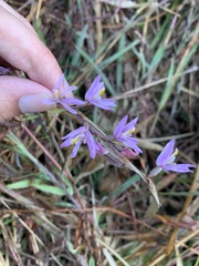 Pachystoma pubescens