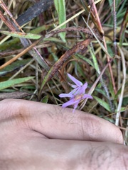Pachystoma pubescens