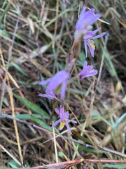 Pachystoma pubescens
