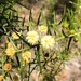 Acacia rupicola - Photo (c) davidsando, μερικά δικαιώματα διατηρούνται (CC BY-NC), uploaded by davidsando