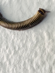 Anadenobolus monilicornis