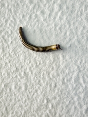 Anadenobolus monilicornis