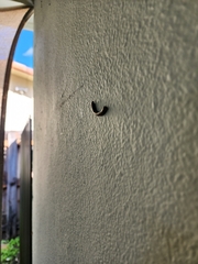 Anadenobolus monilicornis