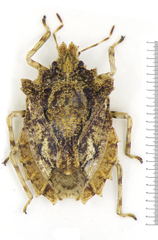 Amasenus corticalis