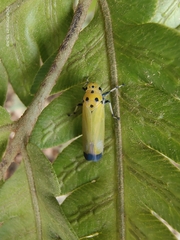 Bothrogonia ferruginea
