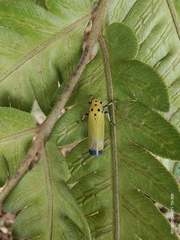 Bothrogonia ferruginea