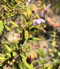 Thomasia petalocalyx