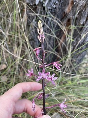 Dipodium punctatum