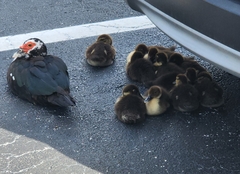 Cairina moschata domestica