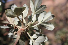 Polylepis rugulosa