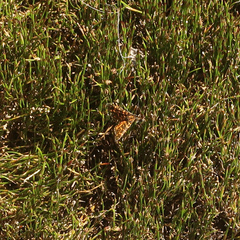Chrysolarentia chrysocyma