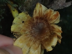 Inocybe lutea