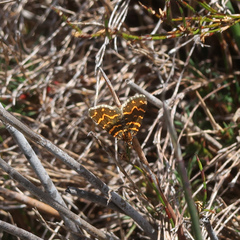 Chrysolarentia chrysocyma