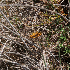 Chrysolarentia chrysocyma