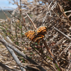 Chrysolarentia chrysocyma