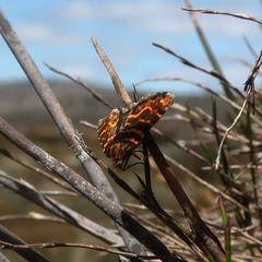 Chrysolarentia chrysocyma