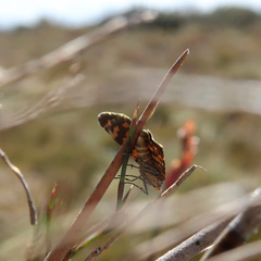 Chrysolarentia chrysocyma