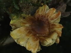 Inocybe lutea