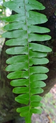 Arthropteris palisotii