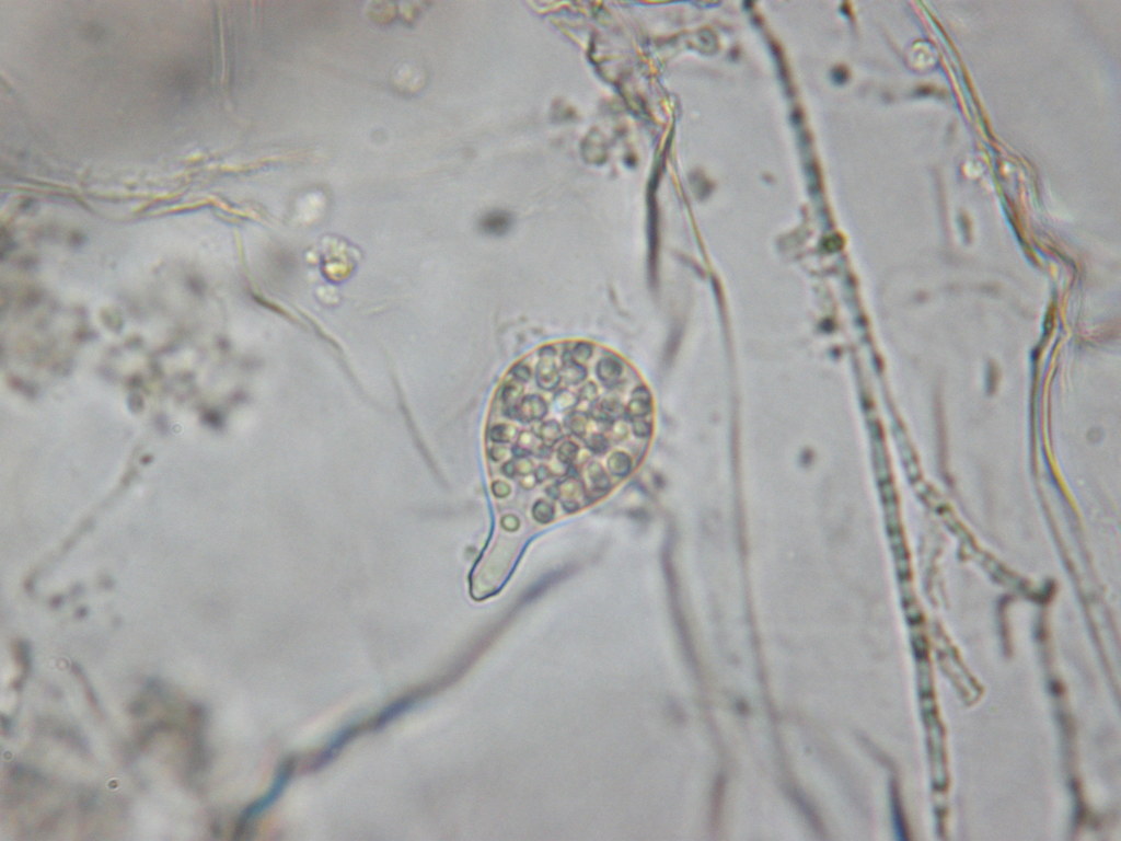 Cladochytriomycetes
