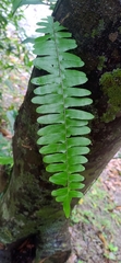 Arthropteris palisotii