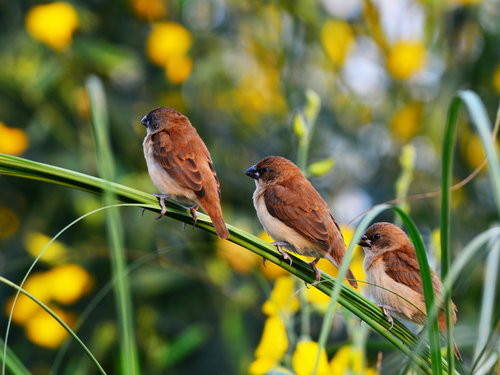 Red Avadavat, Andhra Pradesh, India, photo 8 of 10