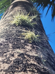 Tillandsia recurvata