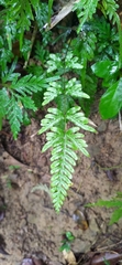 Pteris dispar