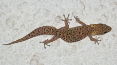 Pachydactylus capensis