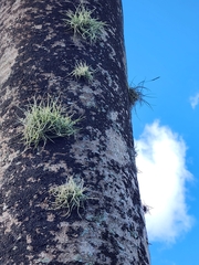 Tillandsia recurvata
