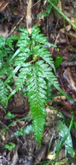 Pteris dispar