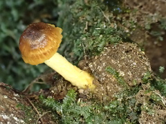 Inocybe lutea