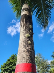 Tillandsia recurvata