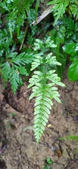 Pteris dispar