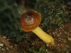 Inocybe lutea