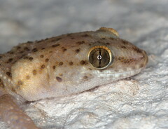 Pachydactylus capensis