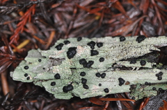 Mycoblastus sanguinarius